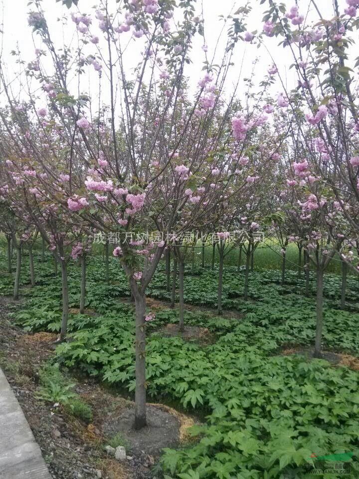 供應櫻花 好樹形櫻花 成都櫻花 櫻花照片 萬樹園林公司供應