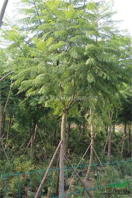 供應(yīng)藍(lán)花楹 成都藍(lán)花楹 藍(lán)花楹價(jià)格 藍(lán)花楹價(jià)格 萬樹園林售