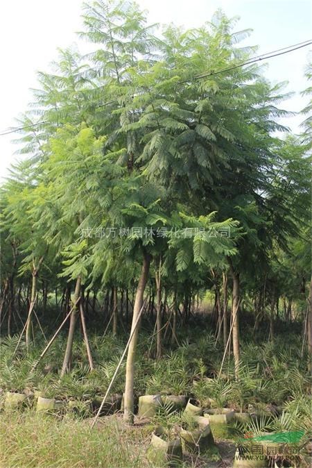 供應(yīng)藍(lán)花楹 成都藍(lán)花楹 藍(lán)花楹價(jià)格 藍(lán)花楹價(jià)格 萬樹園林售