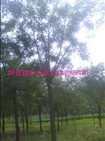 江蘇省國槐價格詳情