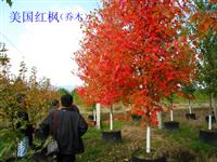 美國(guó)紅楓 美國(guó)紅楓*新行情報(bào)價(jià) 美國(guó)紅楓規(guī)格*