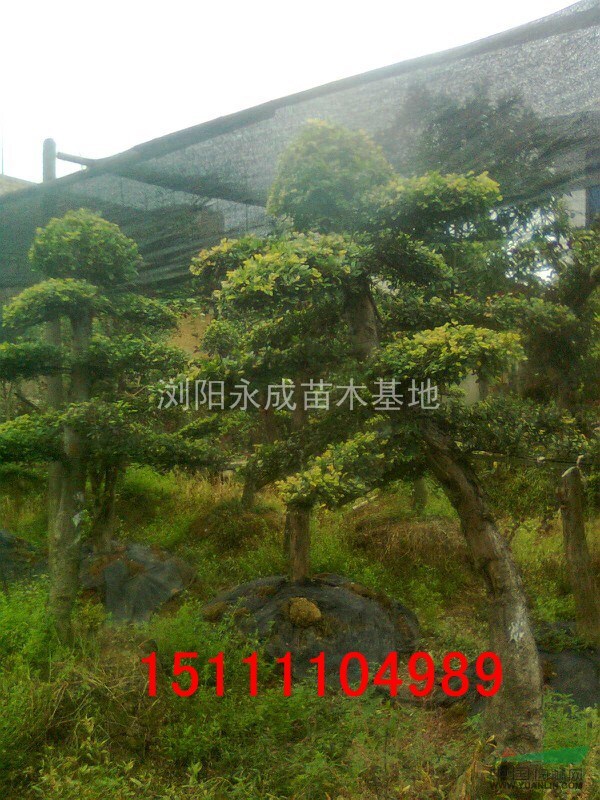 榆樹，造型榆樹價格，湖南榆樹價格，榆樹價格，榆樹供應(yīng)