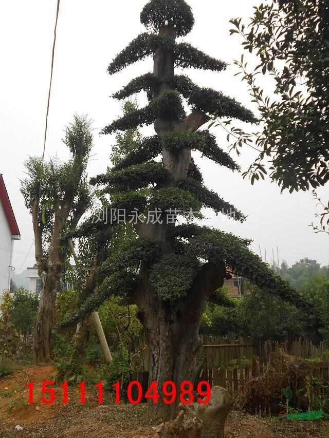 榆樹，造型榆樹價格，湖南榆樹價格，榆樹價格，榆樹供應(yīng)