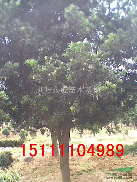 羅漢松，羅漢松價(jià)格，羅漢松供應(yīng)，羅漢松圖片，造型羅漢松價(jià)格