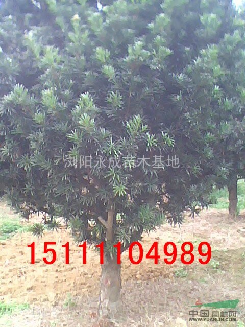羅漢松，羅漢松價(jià)格，羅漢松供應(yīng)，羅漢松圖片，造型羅漢松價(jià)格