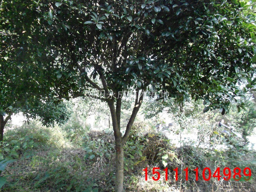 桂花，桂花供應，2014年桂花價格，桂花圖片，湖南桂花價格