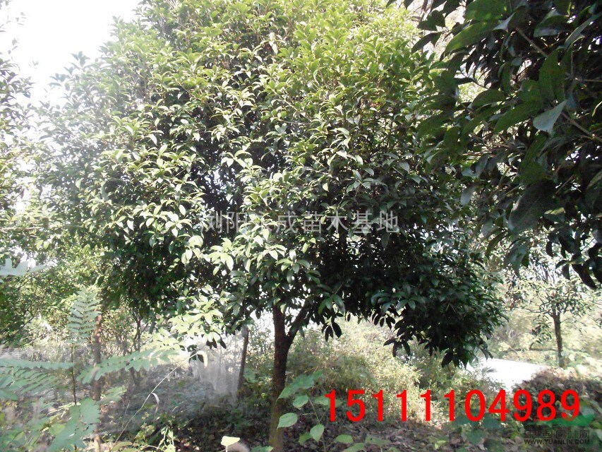 桂花，桂花供應，2014年桂花價格，桂花圖片，湖南桂花價格