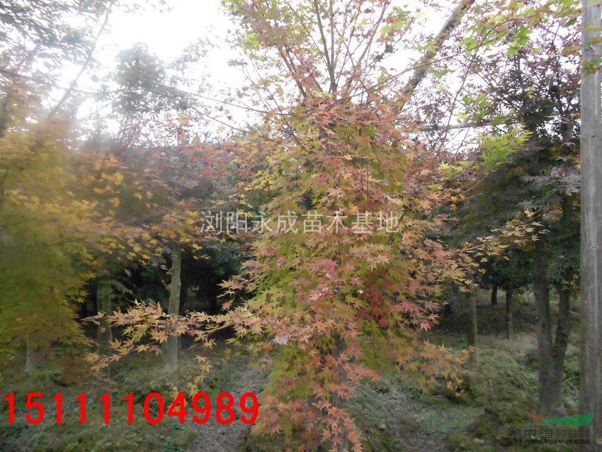 紅楓，紅楓圖片，紅楓價格，紅楓供應，嫁接紅楓價格