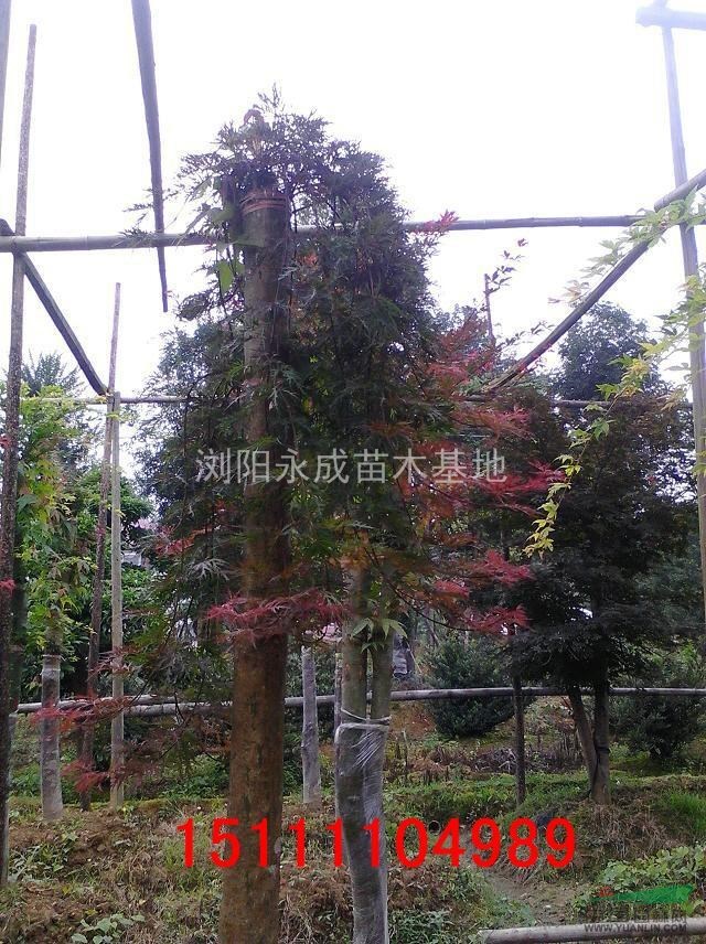紅楓，紅楓圖片，紅楓價格，紅楓供應，嫁接紅楓價格