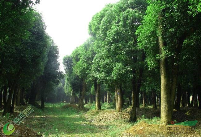 湖南大型矮桿香樟樹0086號(hào)胸徑63公分