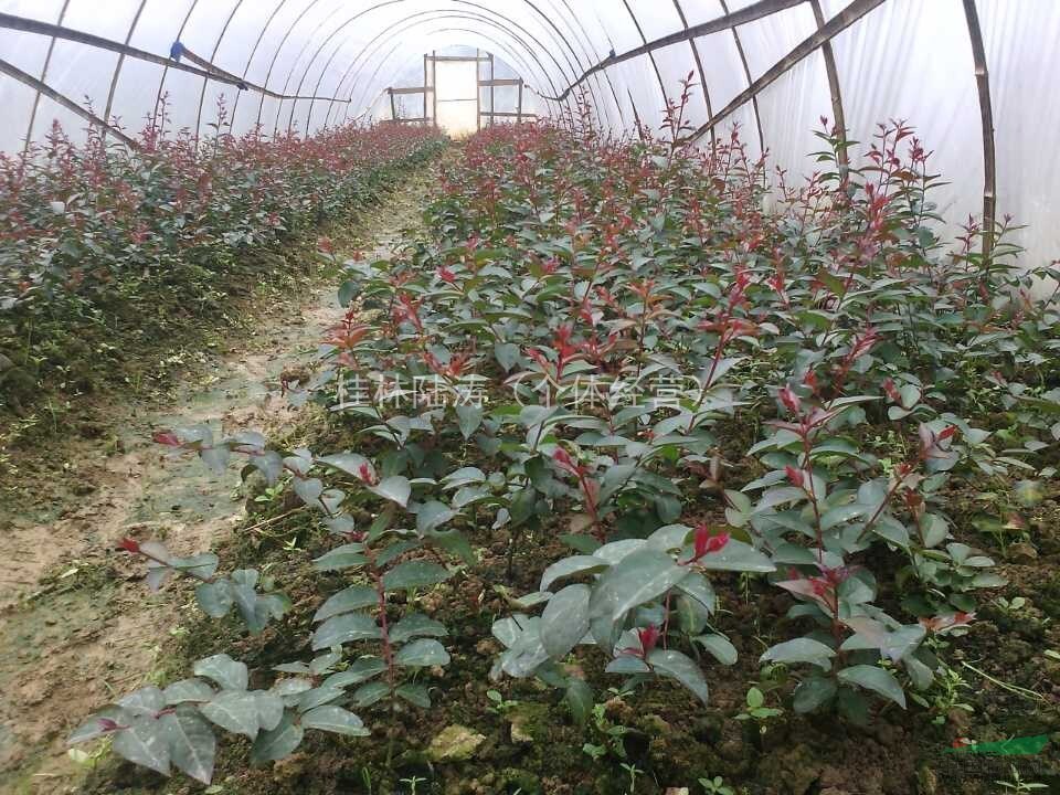 江蘇紅火箭紫薇