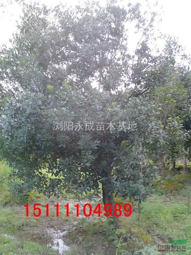 楊梅，楊梅樹，楊梅價(jià)格，楊梅供應(yīng)，湖南楊梅，移栽楊梅
