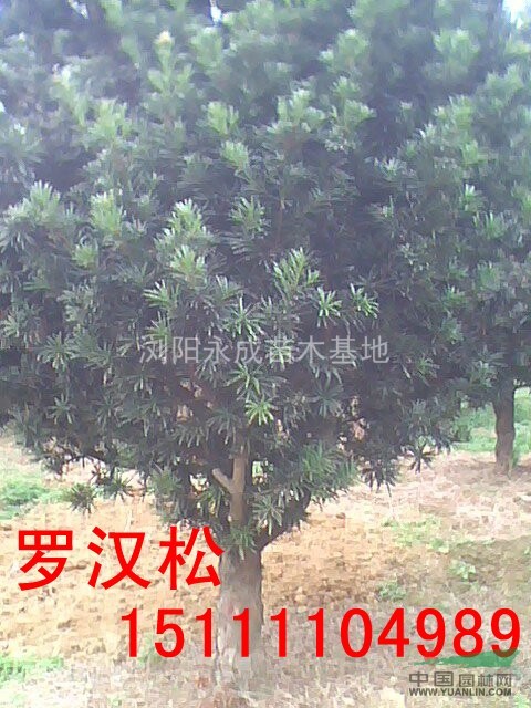 羅漢松，羅漢松價(jià)格，羅漢松供應(yīng)，湖南羅漢松圖片