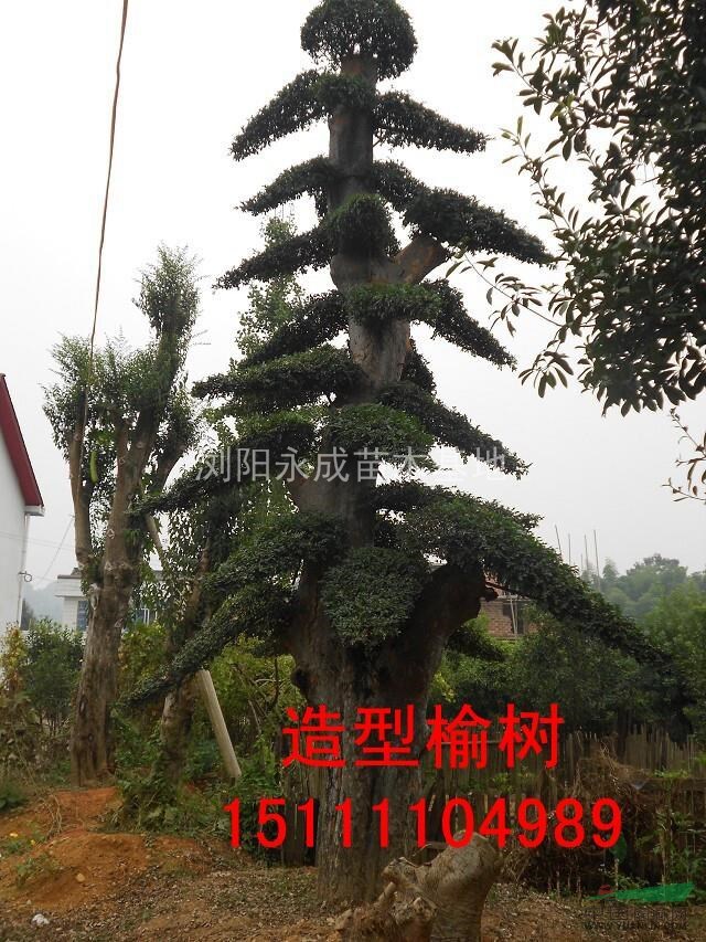 榆樹，造型榆樹價(jià)格，2014年榆樹價(jià)格，造型榆樹價(jià)格，