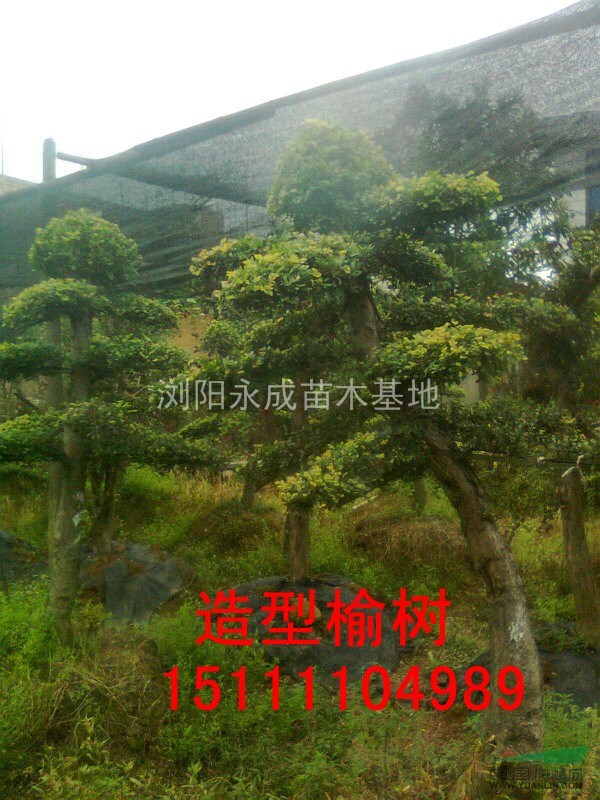 榆樹，造型榆樹價(jià)格，2014年榆樹價(jià)格，造型榆樹價(jià)格，