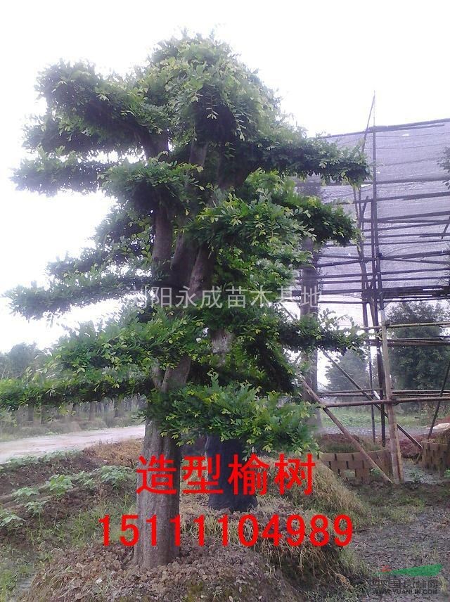 榆樹，造型榆樹價(jià)格，2014年榆樹價(jià)格，榆樹價(jià)格，造型榆樹