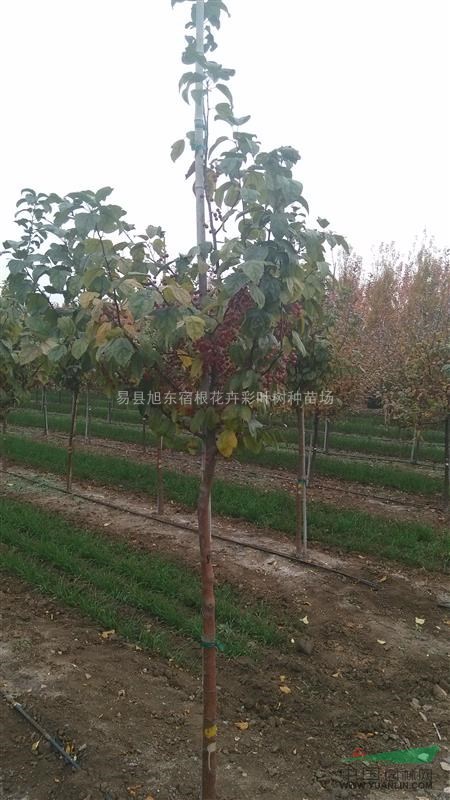 彩葉樹綠化|彩葉樹價格|彩葉樹基地|彩葉樹