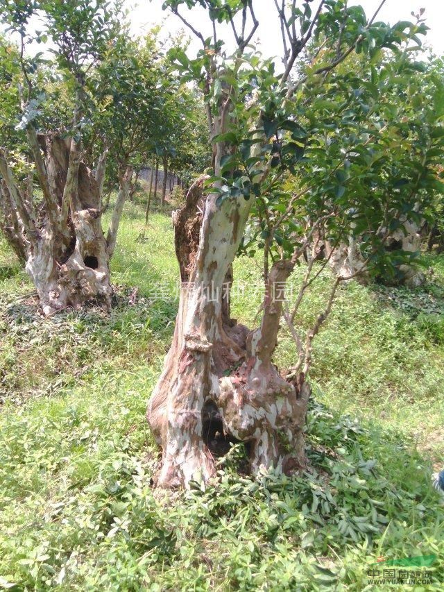 長(zhǎng)沙含浦自家矮樁古樹(shù)大紫薇