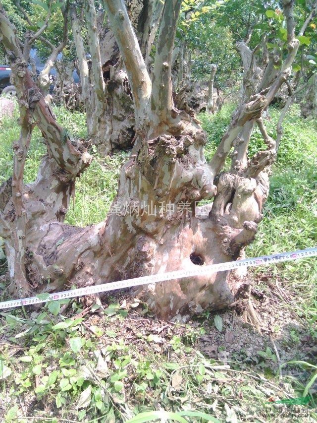 長(zhǎng)沙含浦自家矮樁古樹(shù)大紫薇