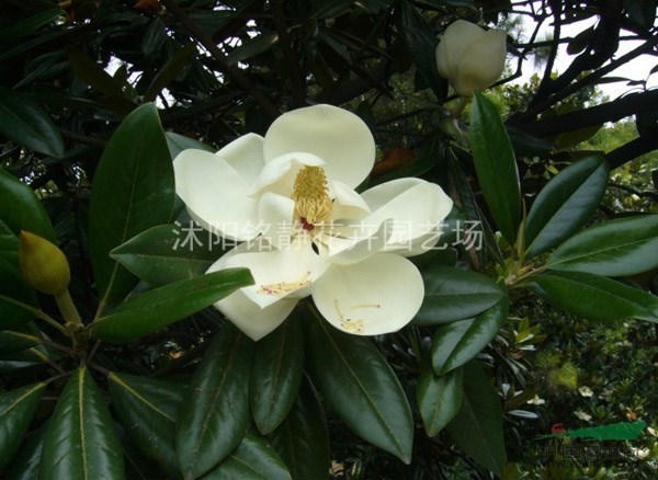 沭陽供應優(yōu)質(zhì)廣玉蘭，黃玉蘭，白玉蘭