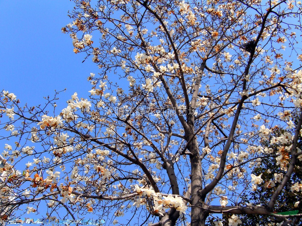 沭陽供應優(yōu)質(zhì)廣玉蘭，黃玉蘭，白玉蘭