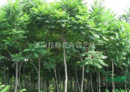火炬樹圖片、火炬樹價格、沭陽火炬樹