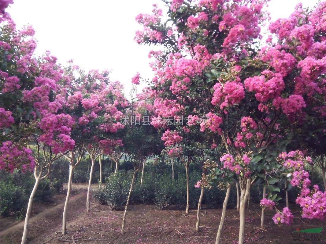 紅花紫薇