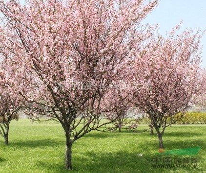 沭陽(yáng)櫻花樹(shù)、櫻花樹(shù)價(jià)格、櫻花樹(shù)圖片