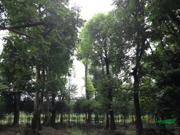 成都樸樹_四川樸樹價(jià)格銷售_四川樸樹基地_成都雞屎樹