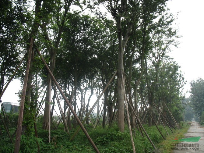 成都樸樹_四川樸樹價(jià)格銷售_四川樸樹基地_成都雞屎樹