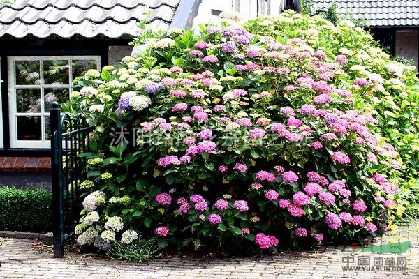 沭陽(yáng)繡球花