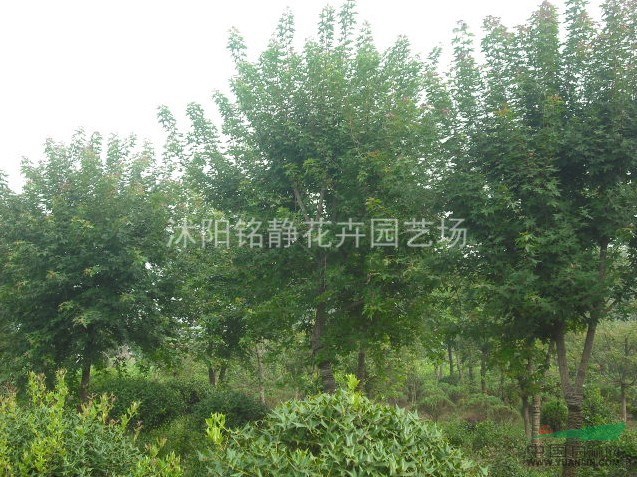 江蘇元寶楓