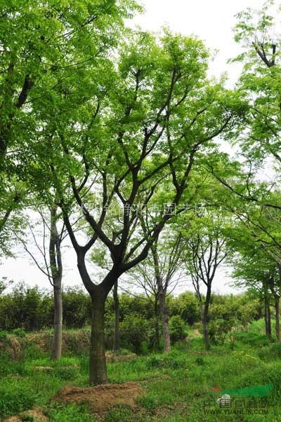 大規(guī)格樸樹大量處理
