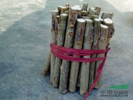 毛白楊小苗，5公分毛白楊習性，毛白楊長勢,毛白楊三倍體
