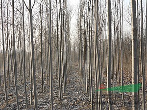 毛白楊小苗，5公分毛白楊習性，毛白楊長勢,毛白楊三倍體