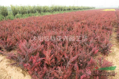 紅葉小檗