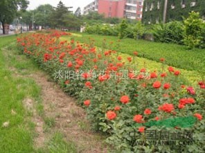 豐花月季