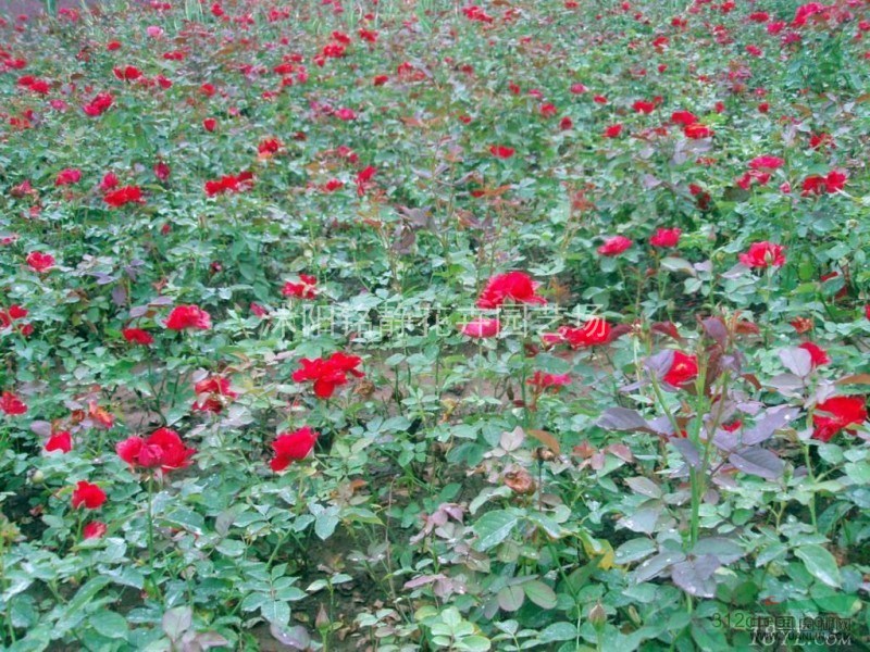 豐花月季