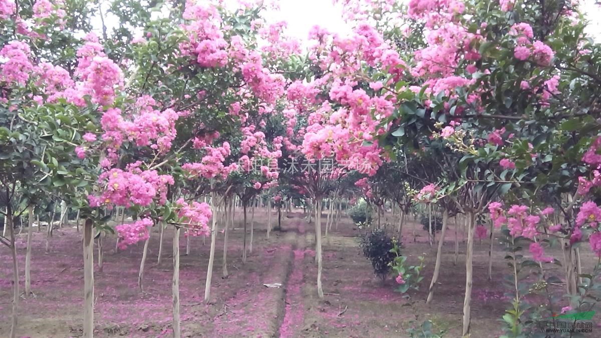 紫薇（四川红花）