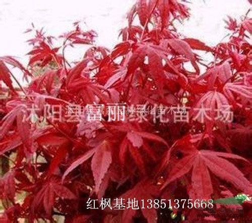 紫薇 紅葉李 紫荊 木槿 西俯海棠  垂柳 大葉女貞 櫻花 