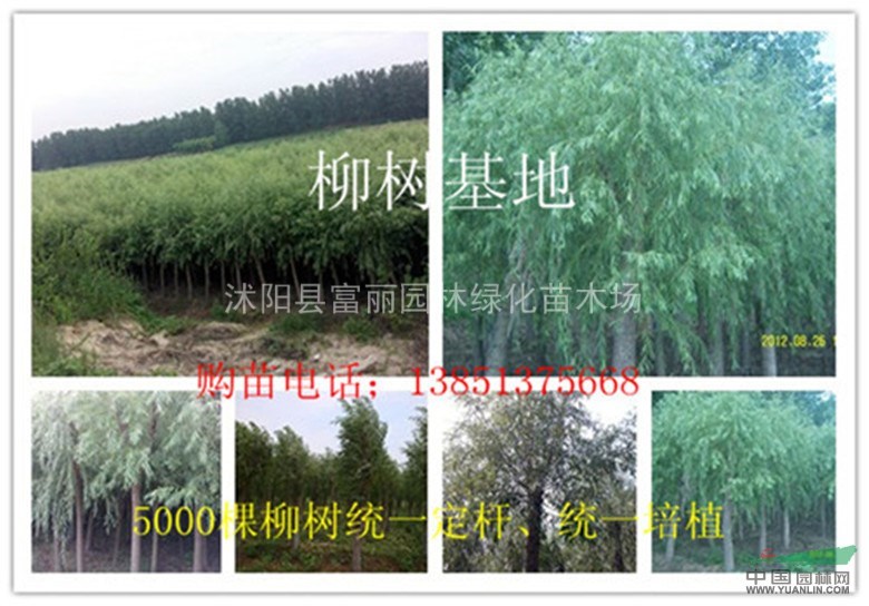 紫薇 紅葉李 紫荊 木槿 西俯海棠  垂柳 大葉女貞 櫻花 