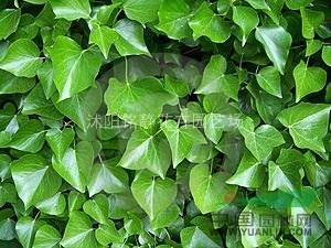 常春藤
