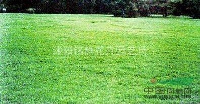 野牛草