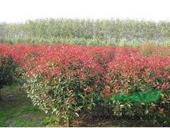供應(yīng)紅葉石楠價(jià)格紅葉石楠應(yīng)用