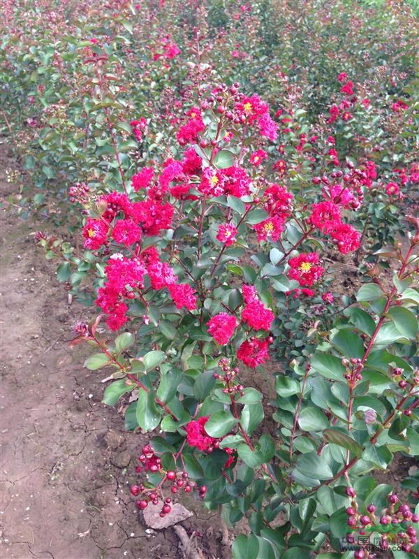 紅火箭紫薇苗