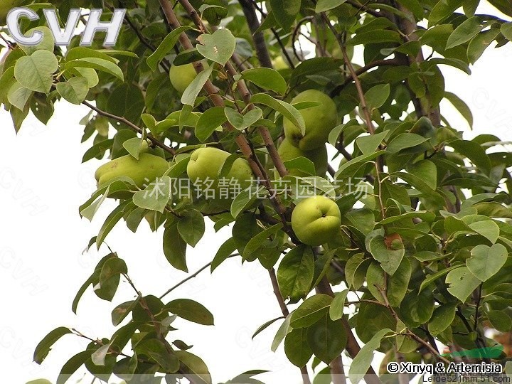 2——10公分木瓜樹   低價處理  