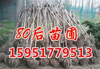 紫薇樹價格多少錢一棵
