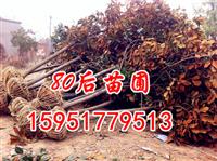 南京廣玉蘭價格多少錢