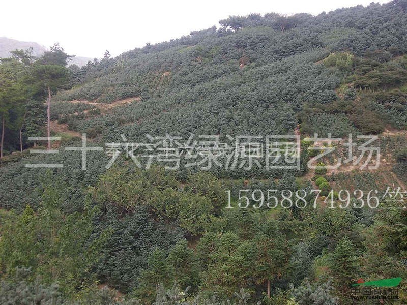 寧波五針松供應，寧波五針松養(yǎng)護方法