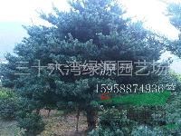 寧波五針松供應，寧波五針松養(yǎng)護方法